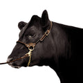 Leather Show Halter with Lead