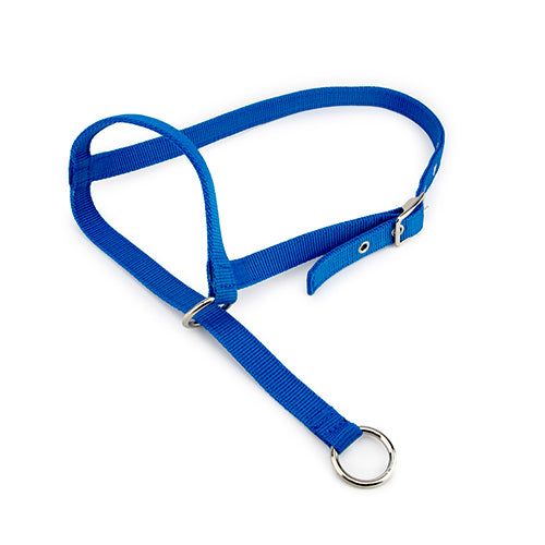 Halter Leading Calf