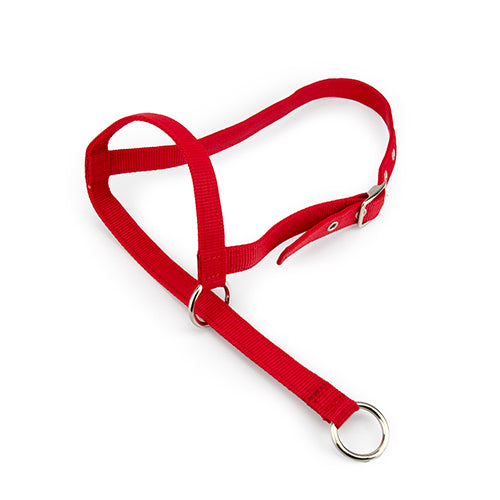 Halter Leading Calf
