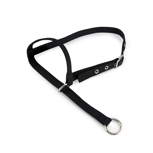 Halter Leading Cow