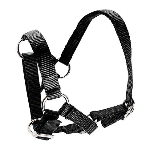 Halter for Alpacas
