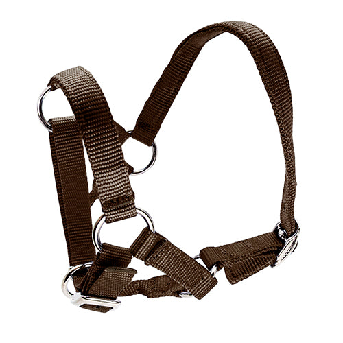 Halter for Alpacas