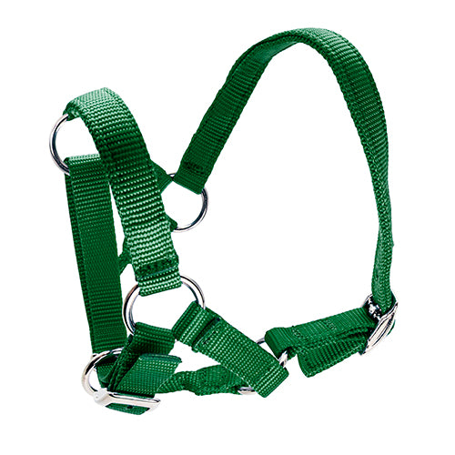 Halter for Alpacas