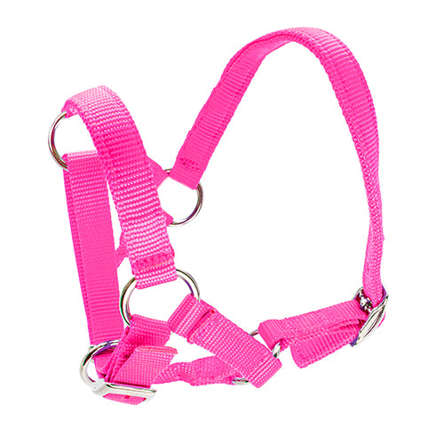 Halter for Alpacas