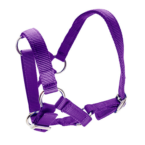Halter for Alpacas