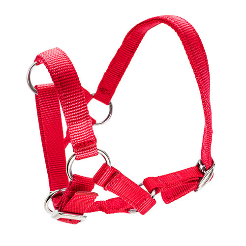 Halter for Alpacas